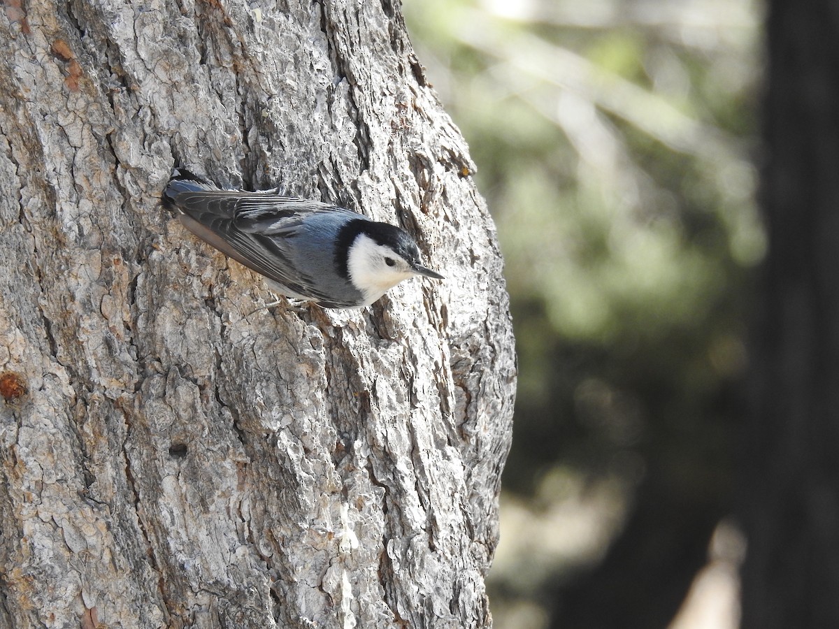 White-breasted Nuthatch - Cindy Burley