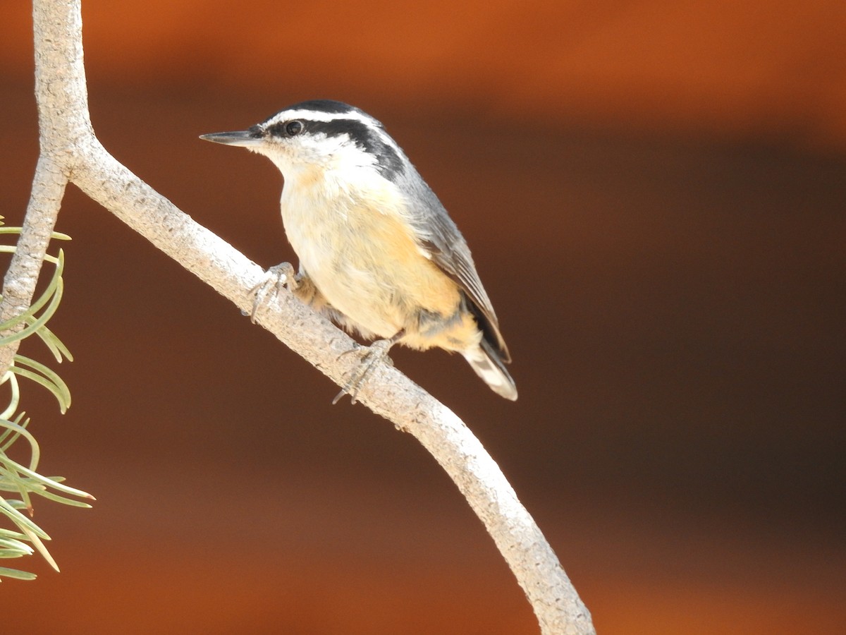 Red-breasted Nuthatch - ML97797801