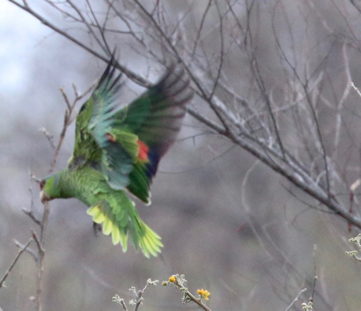 Lilac-crowned Parrot - ML97798891