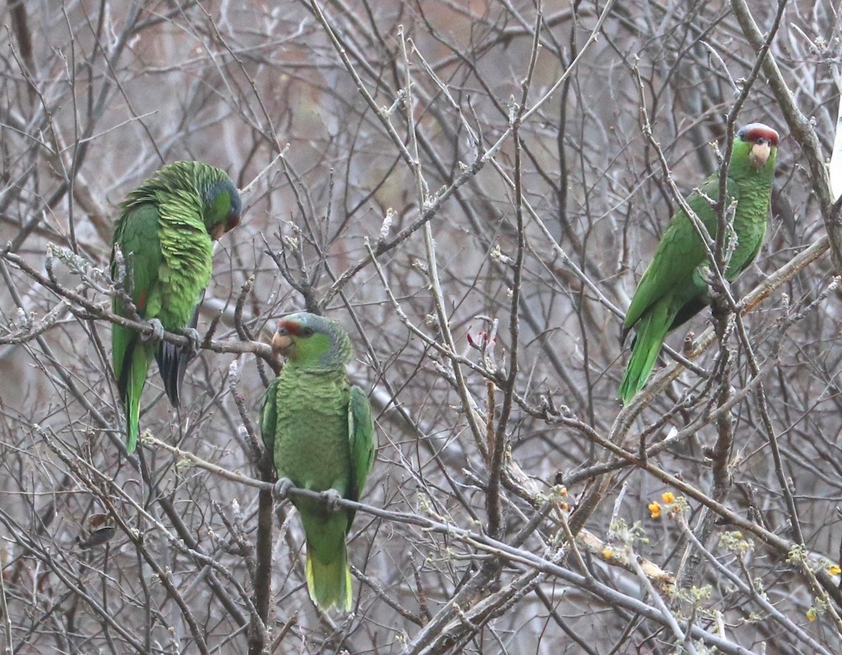 Lilac-crowned Parrot - ML97798971