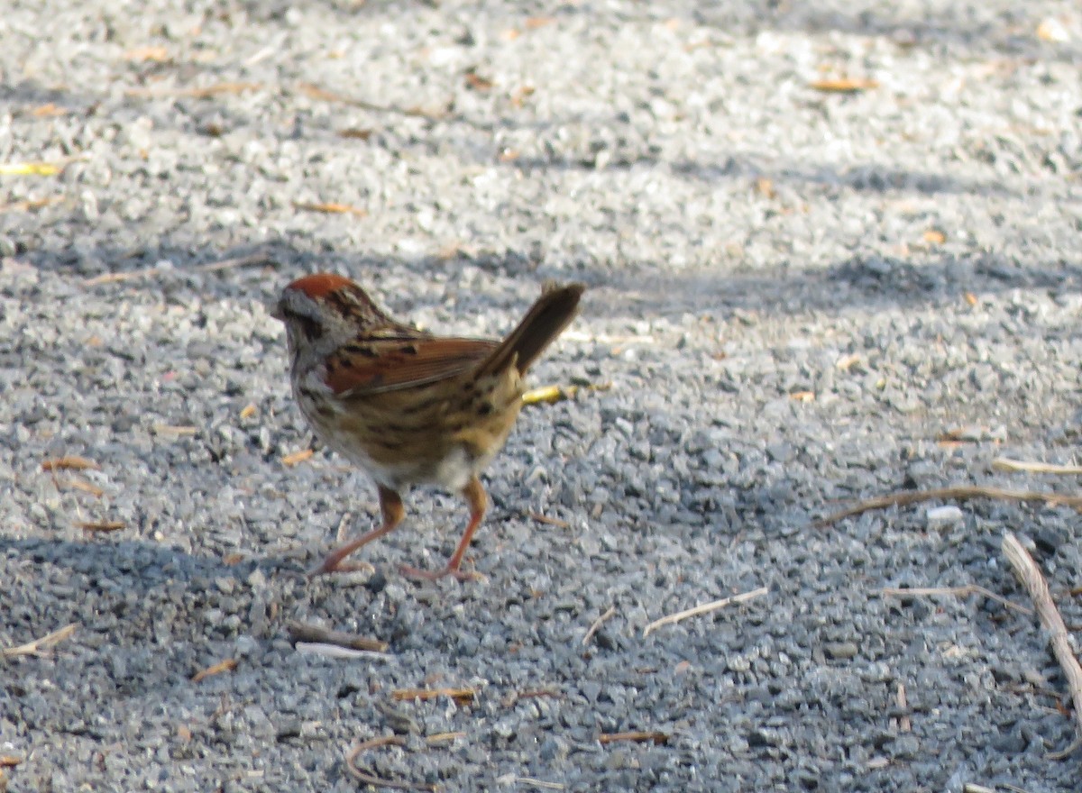 Swamp Sparrow - Richard Cordner