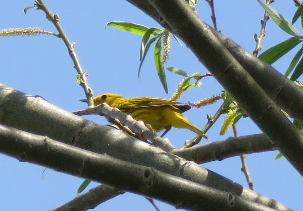 Yellow Warbler - Richard Cordner