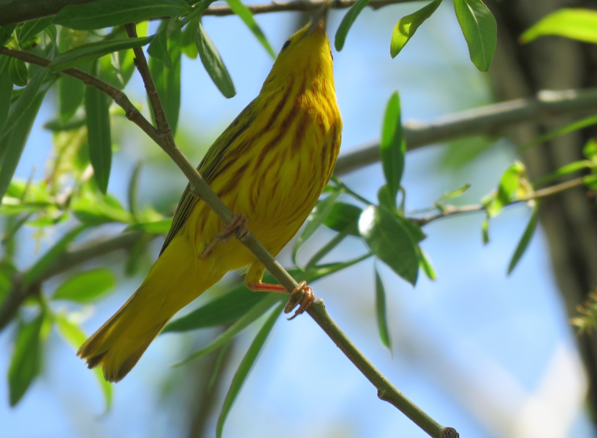 Yellow Warbler - Richard Cordner