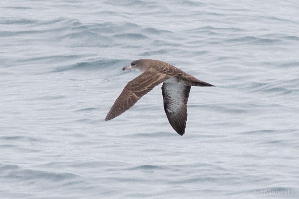 Pink-footed Shearwater - Skip Russell