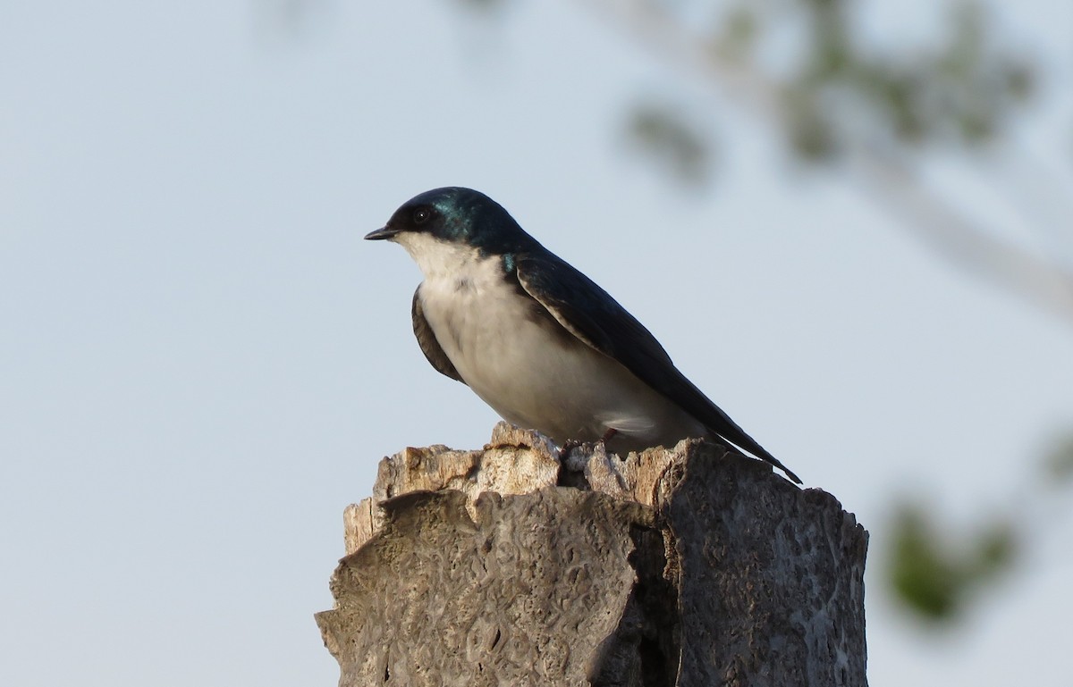 Tree Swallow - Richard Cordner