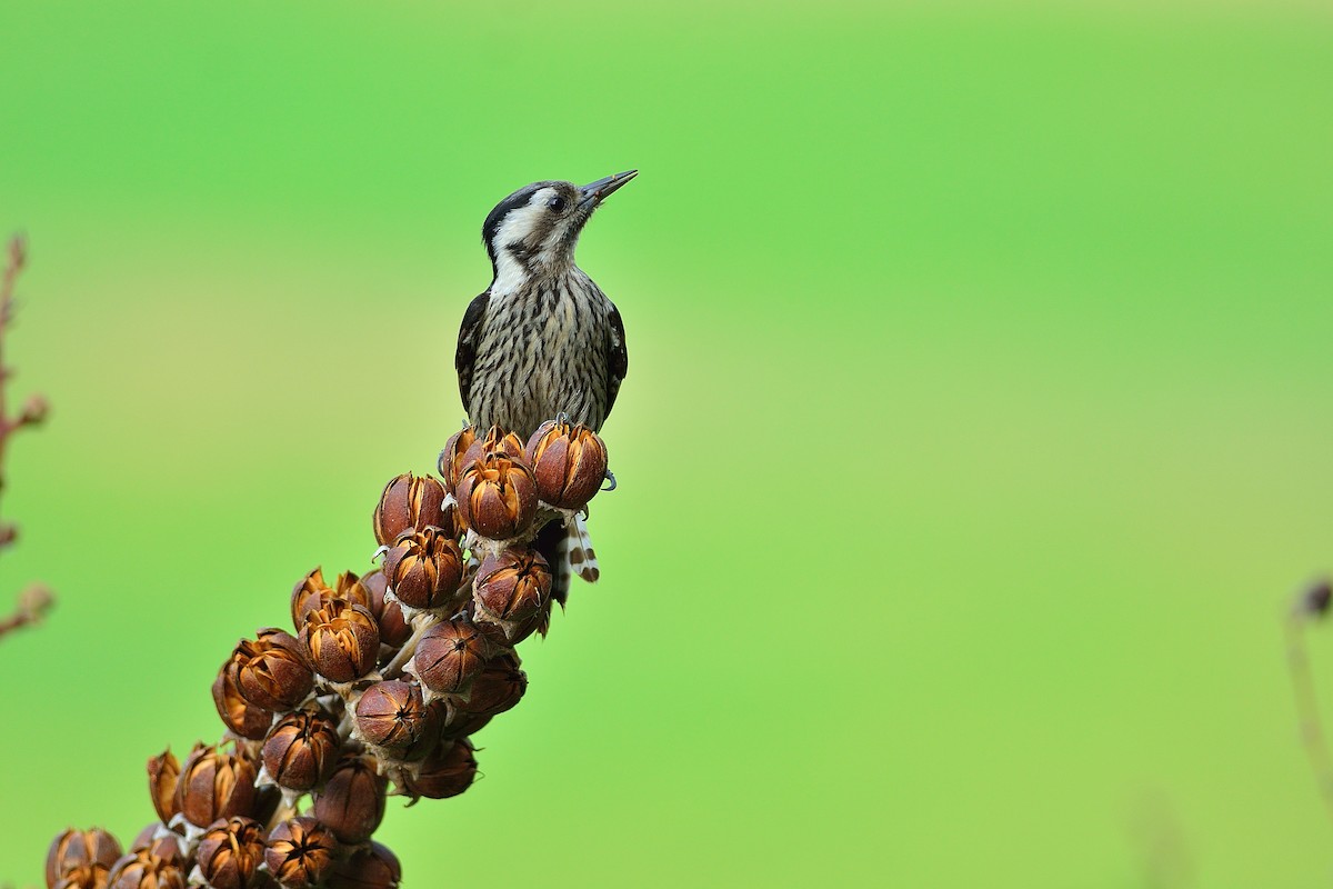 Gray-capped Pygmy Woodpecker - Weber Tsai