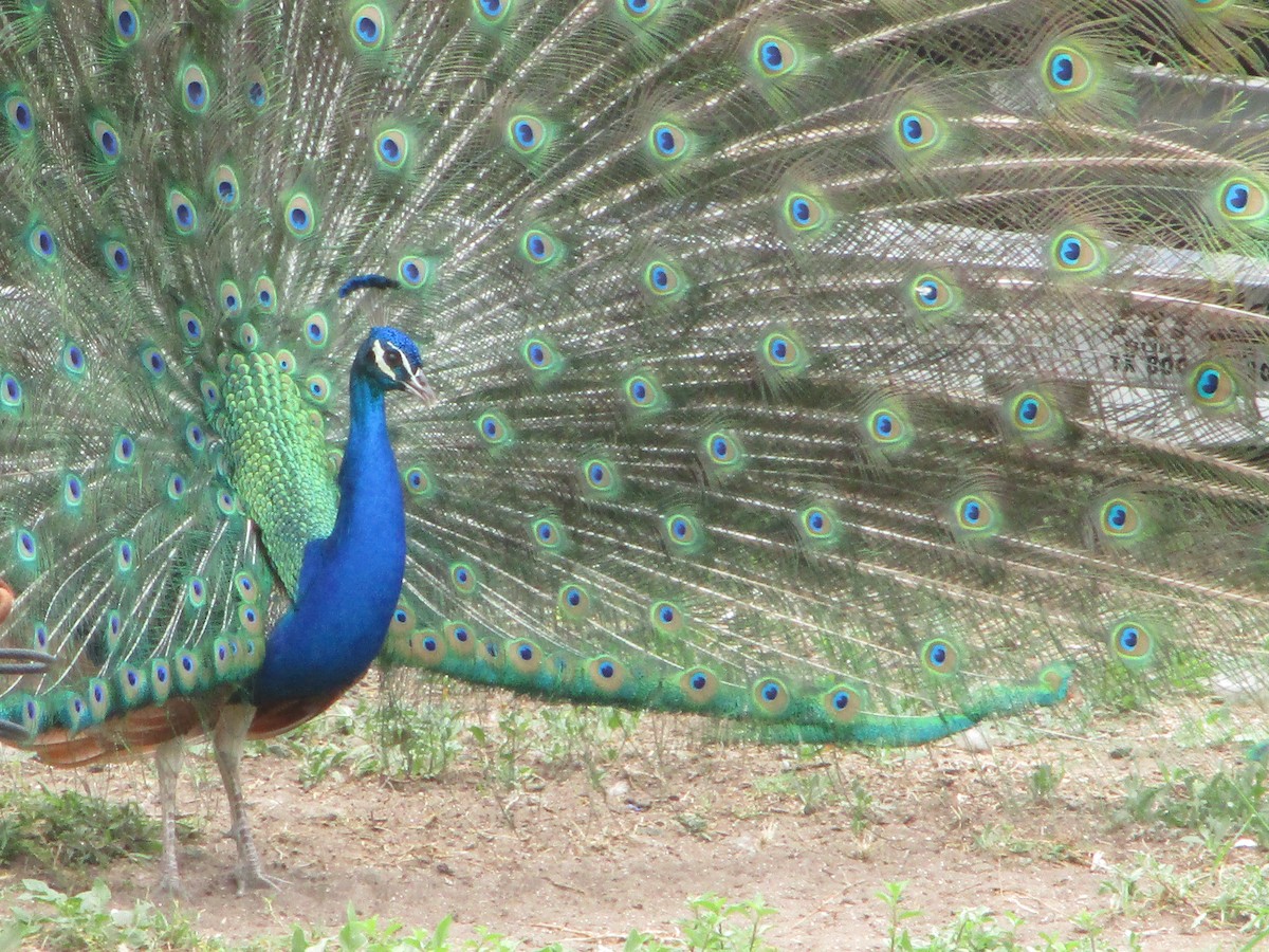 Indian Peafowl - Erich Fickle