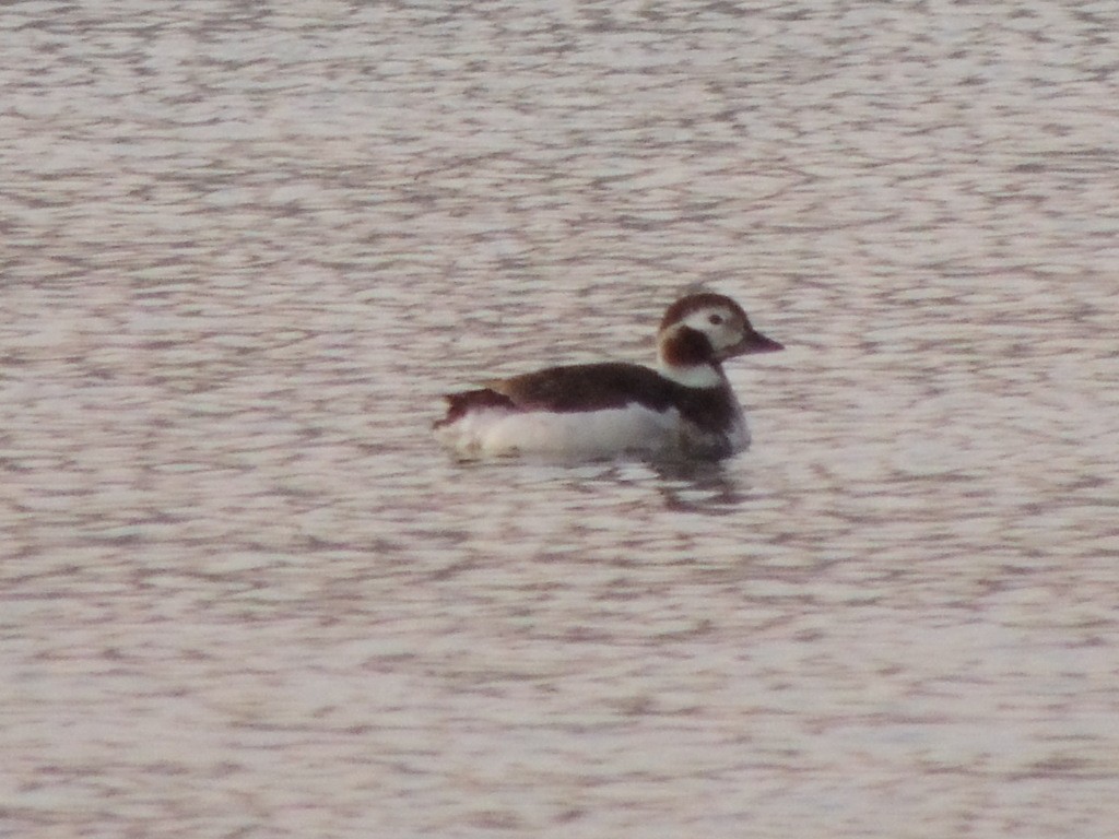 Long-tailed Duck - ML97809701