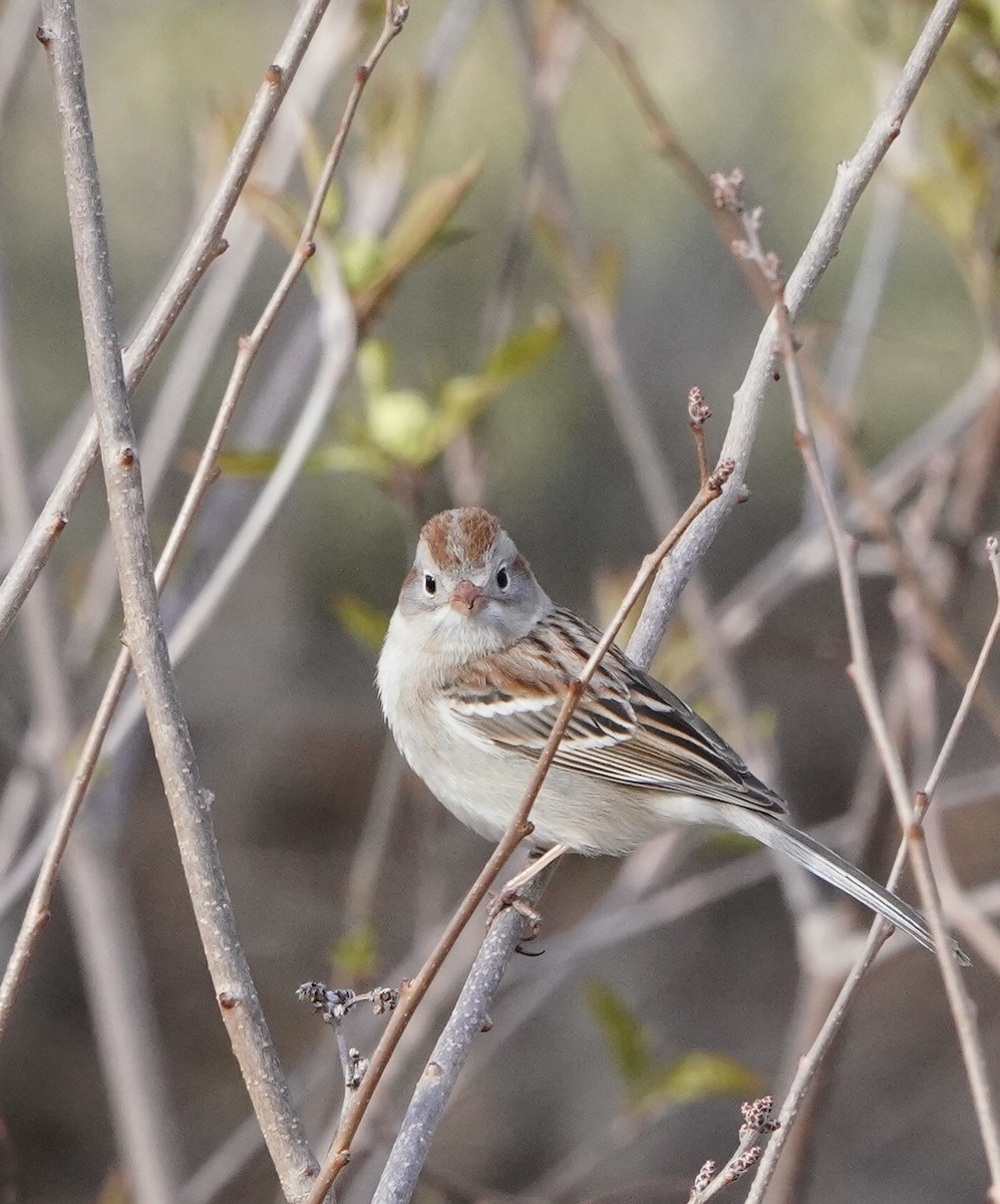 Field Sparrow - Thomas Burns