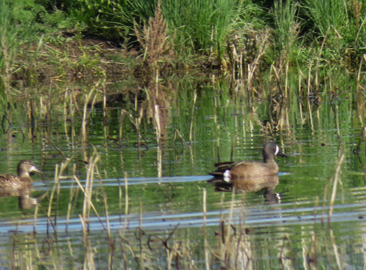 Blue-winged Teal - ML97812081