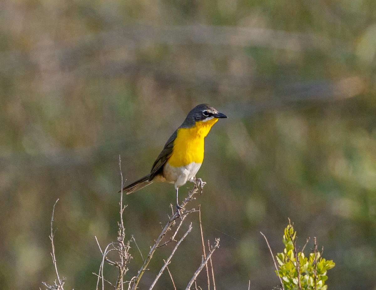 Yellow-breasted Chat - ML97812381