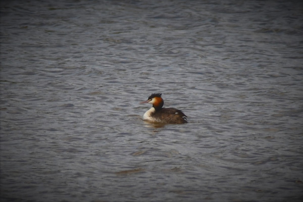 Great Crested Grebe - ML97812961