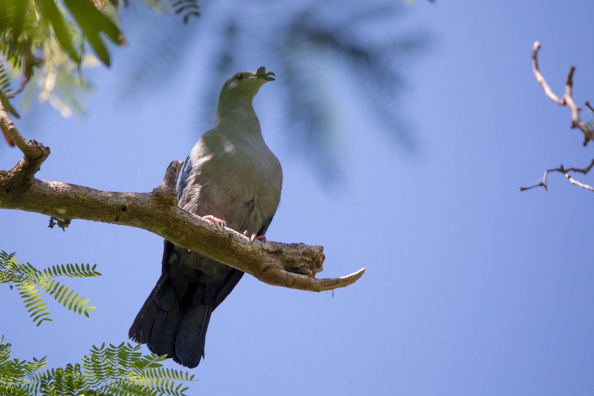 Polynesian Imperial-Pigeon - ML97813961