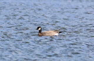 Cackling Goose (minima), ML97815271