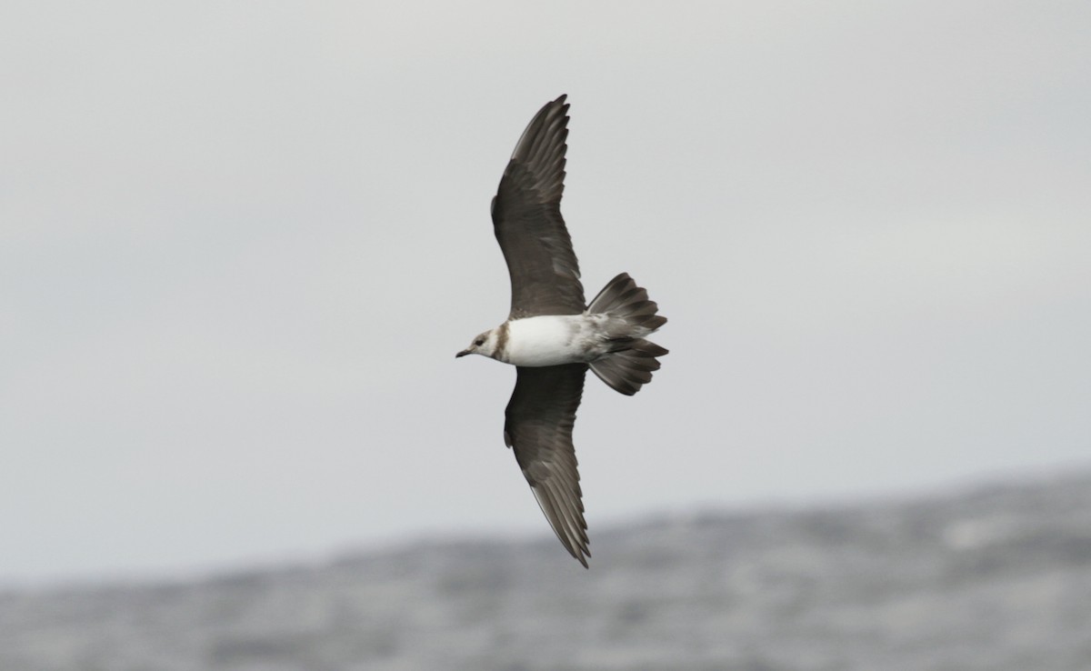 Long-tailed Jaeger - ML97815501