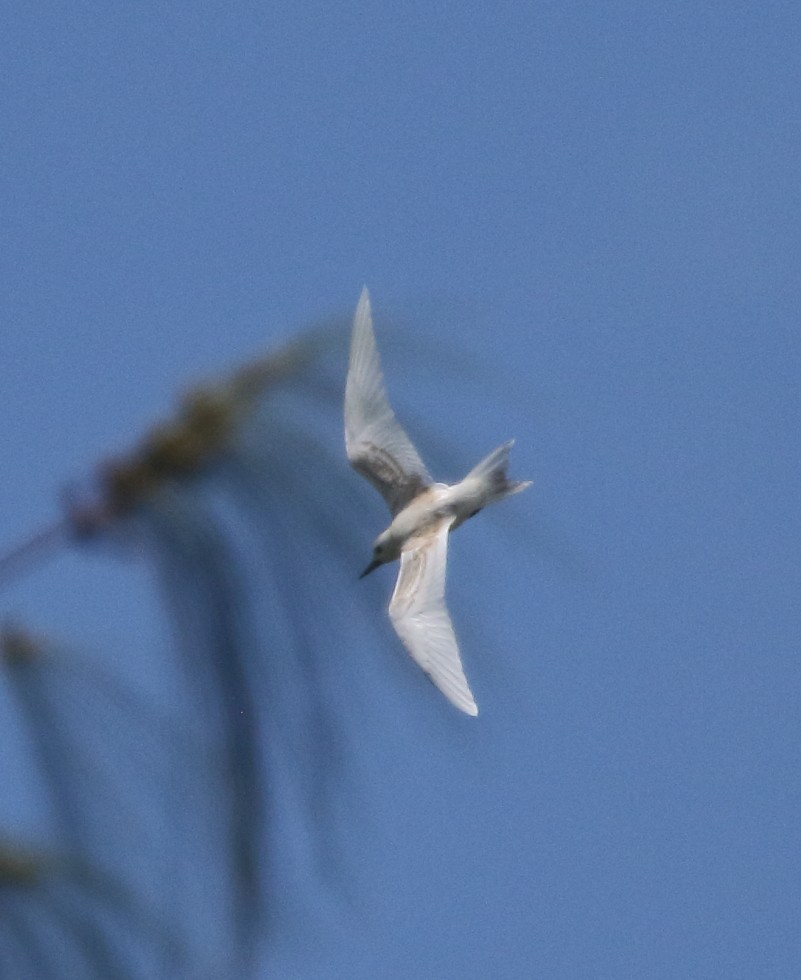 White Tern - ML97815931
