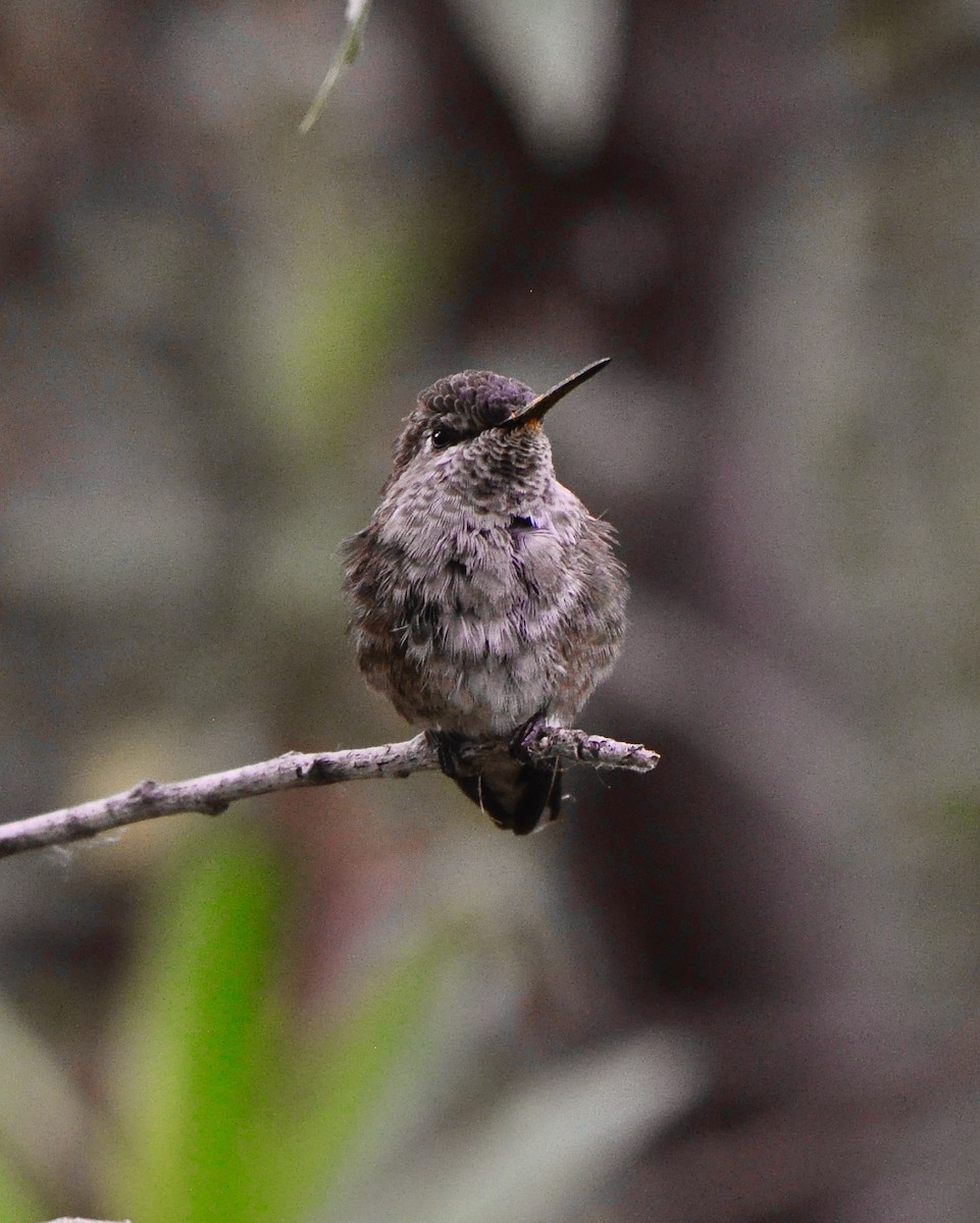 Costa's Hummingbird - Tuck Russell
