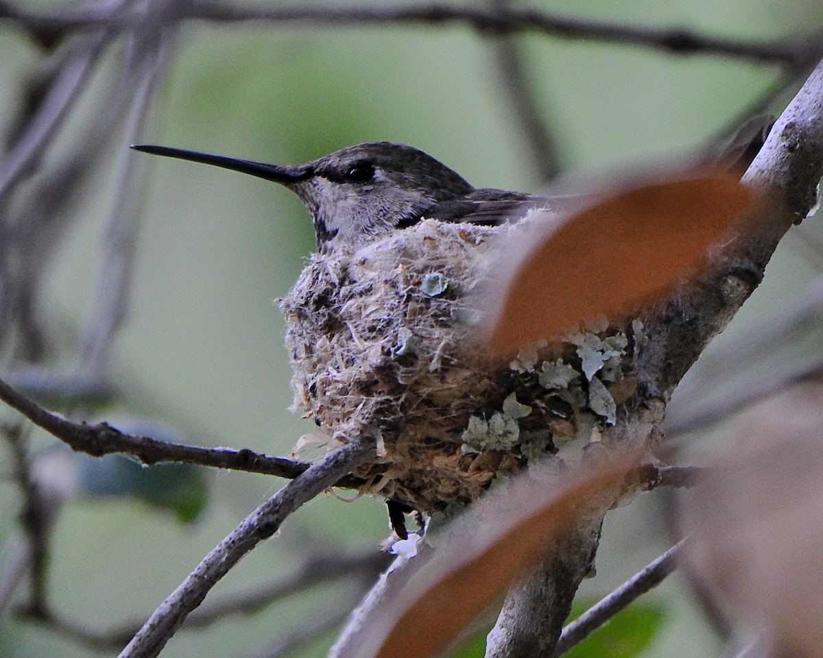 Anna's Hummingbird - Tuck Russell