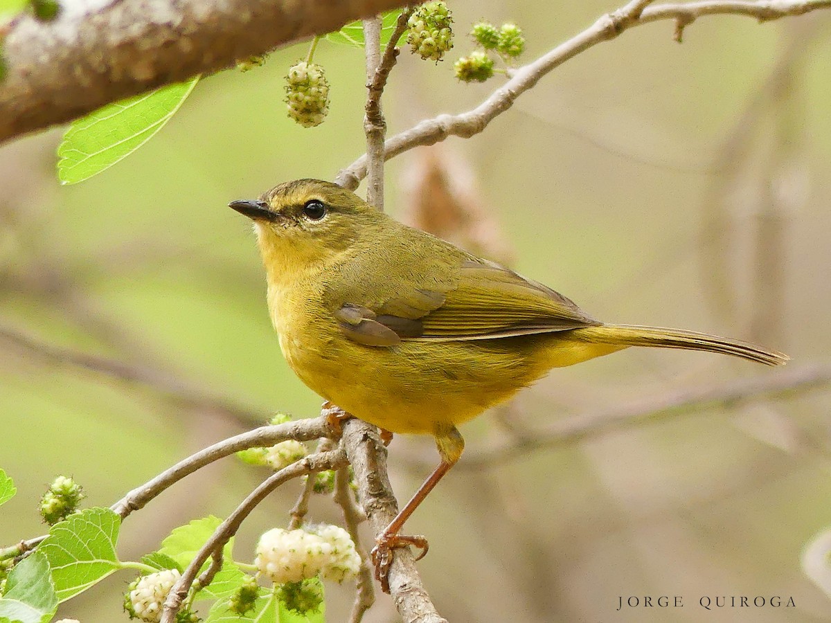 Two-banded Warbler - Jorge  Quiroga
