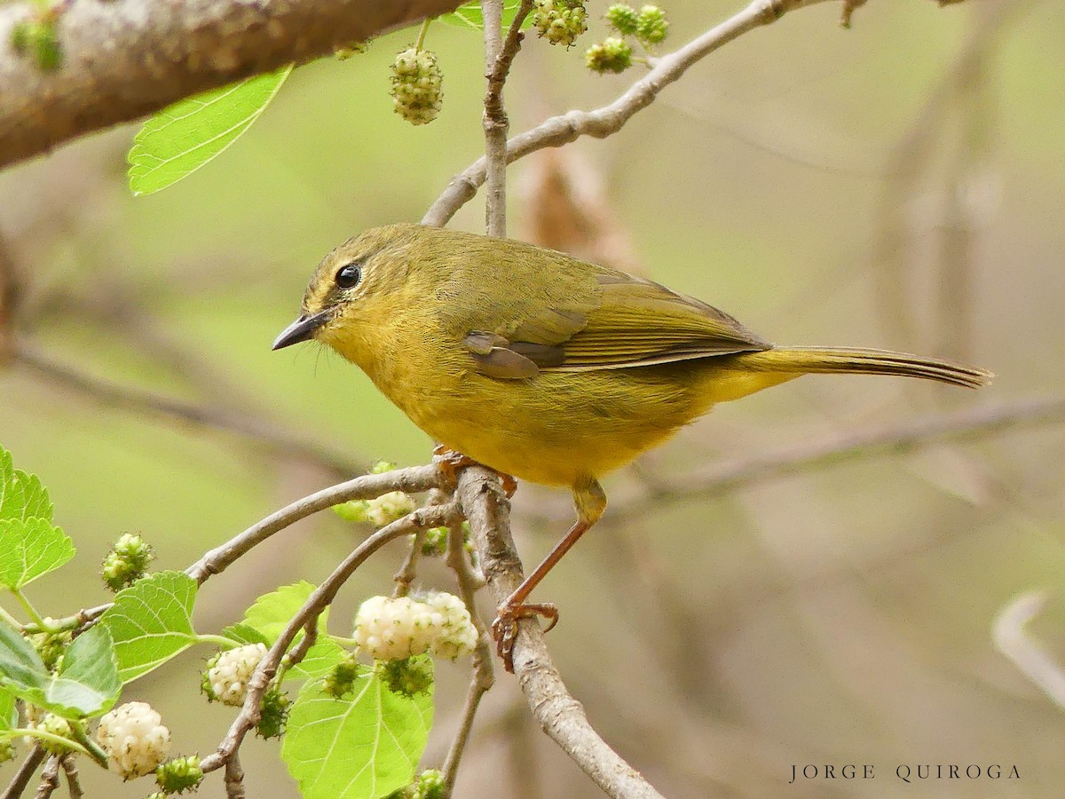 Two-banded Warbler - Jorge  Quiroga