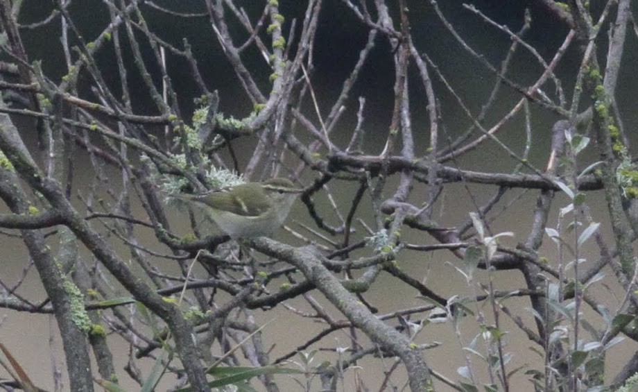 Yellow-browed Warbler - ML97828581