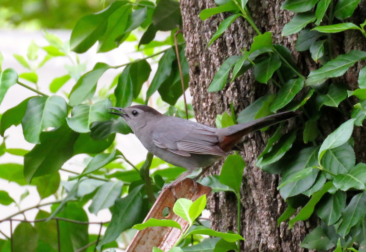 Gray Catbird - michele ramsey
