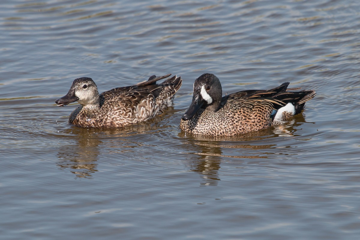 Blue-winged Teal - ML97829331