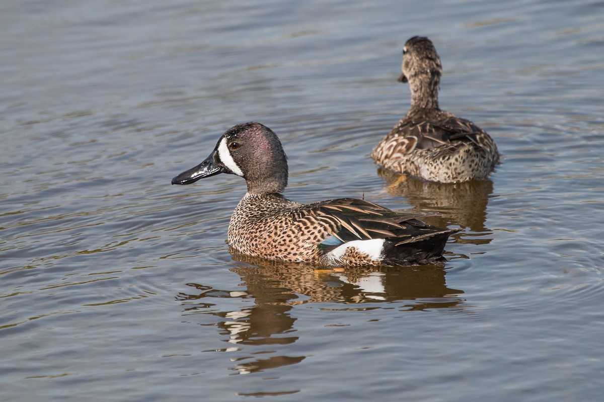 Blue-winged Teal - ML97829341