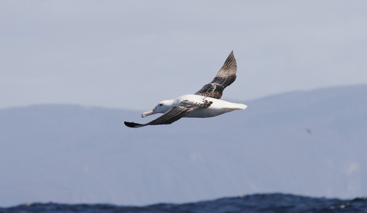 Southern Royal Albatross - Paul Brooks
