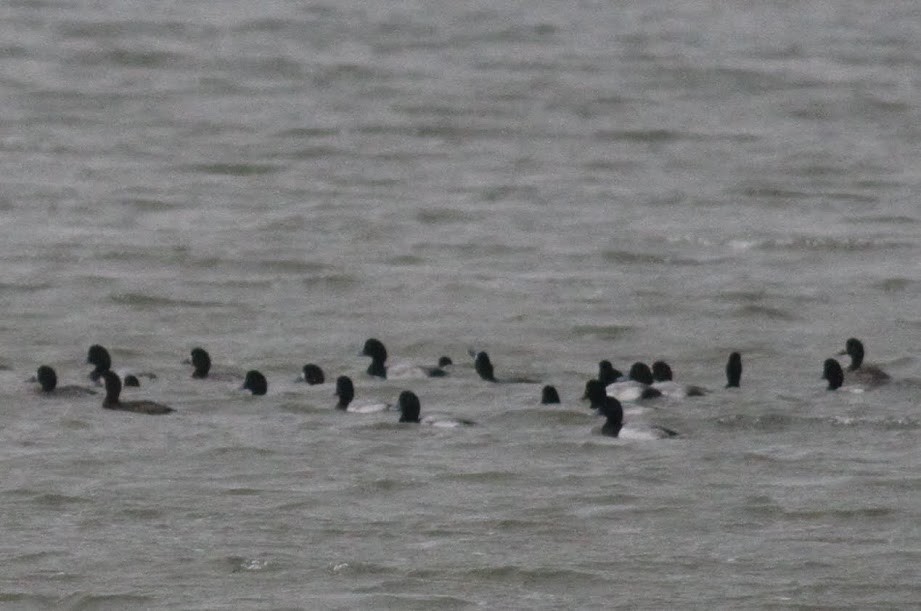 Greater Scaup - ML97831751