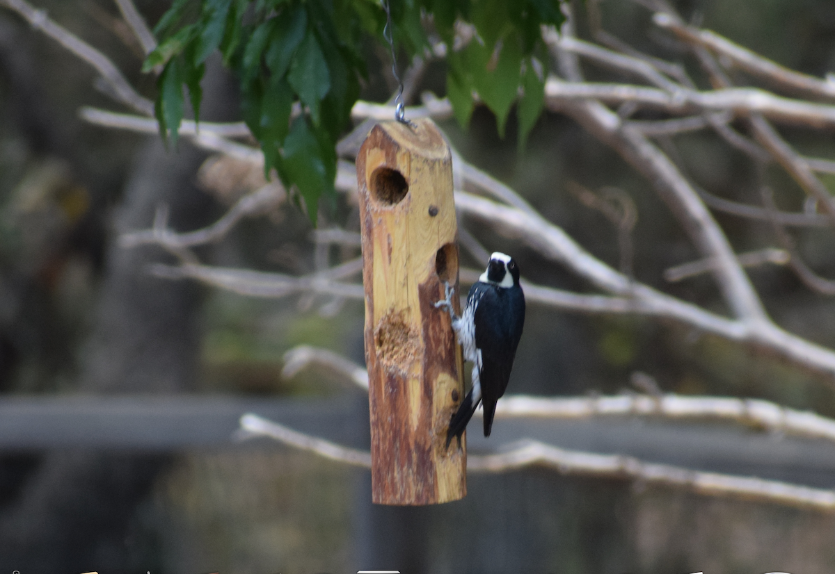 Acorn Woodpecker - ML97832801
