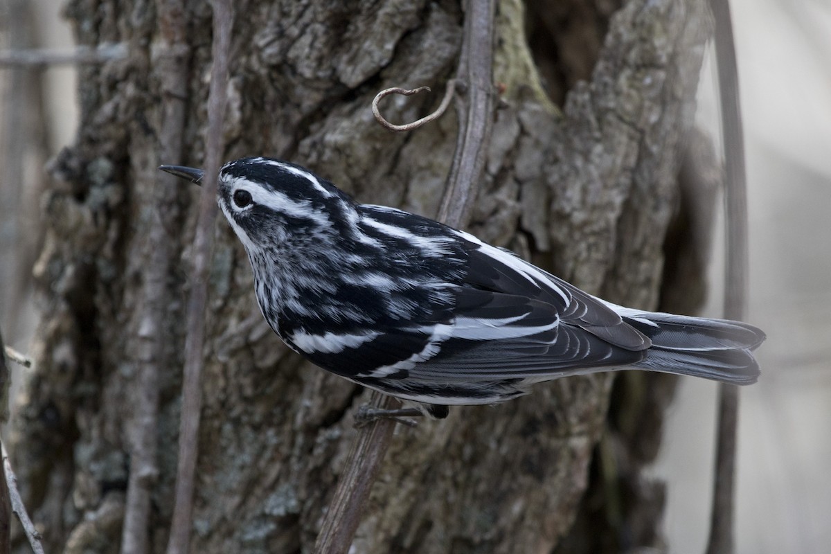 Black-and-white Warbler - ML97833231