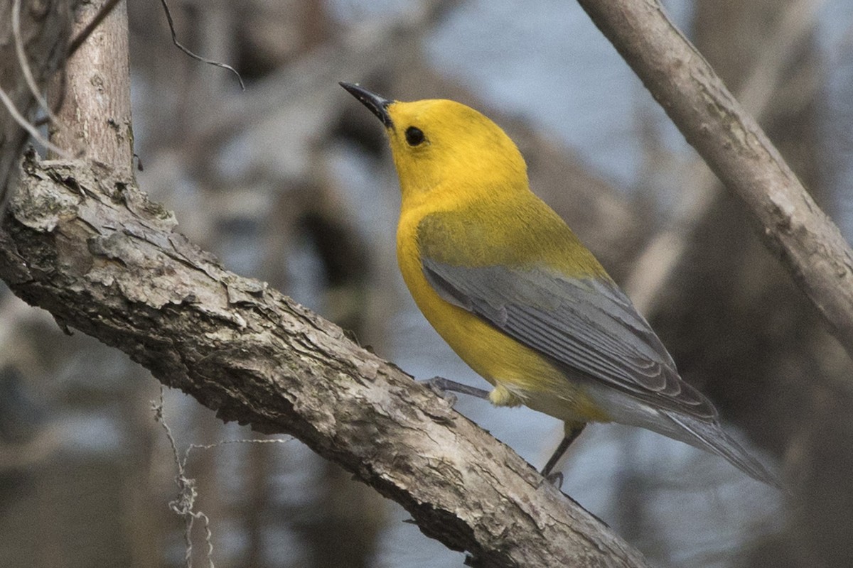 Prothonotary Warbler - ML97833291