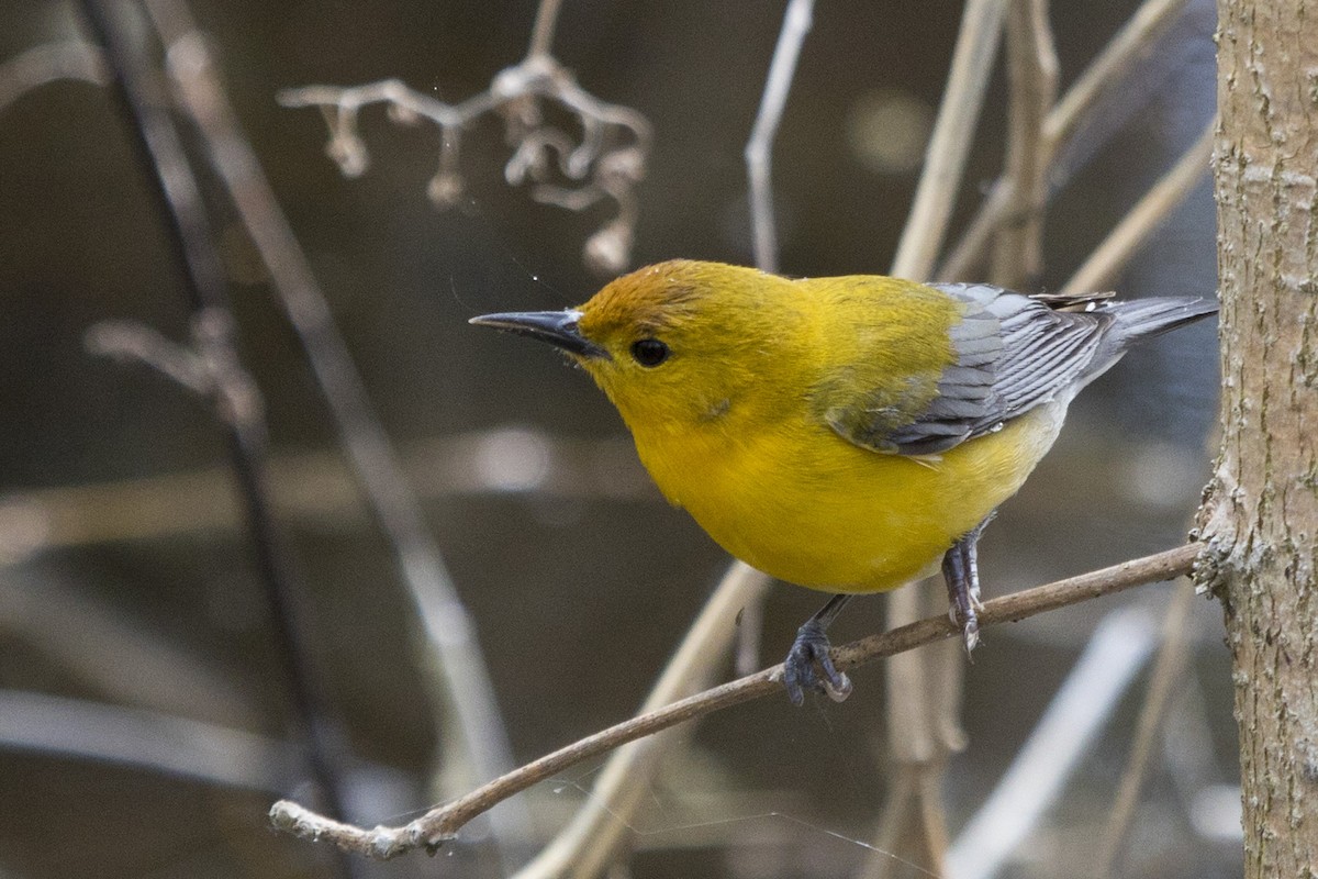Prothonotary Warbler - ML97833341