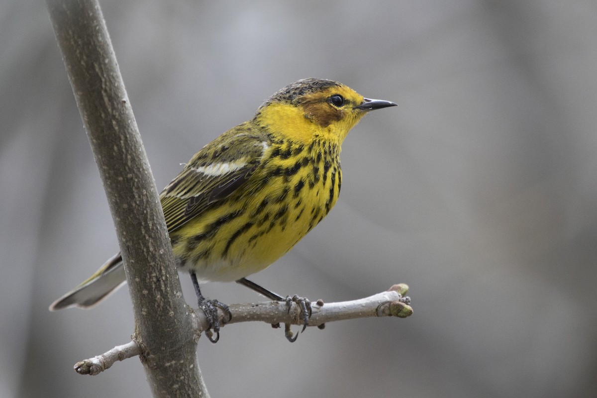 Cape May Warbler - ML97833731