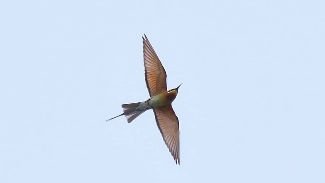 Blue-tailed Bee-eater - Roman Lo