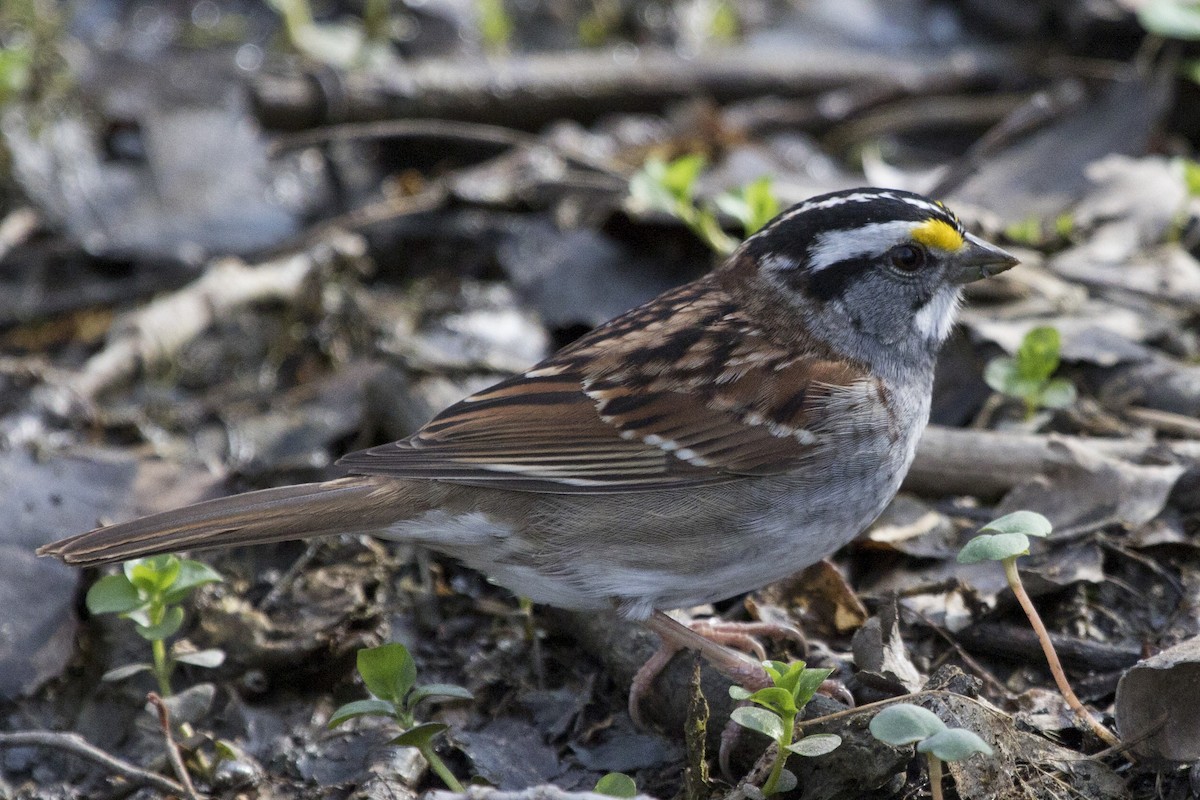 White-throated Sparrow - ML97834781