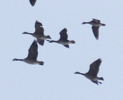 Greater White-fronted Goose - ML97839021
