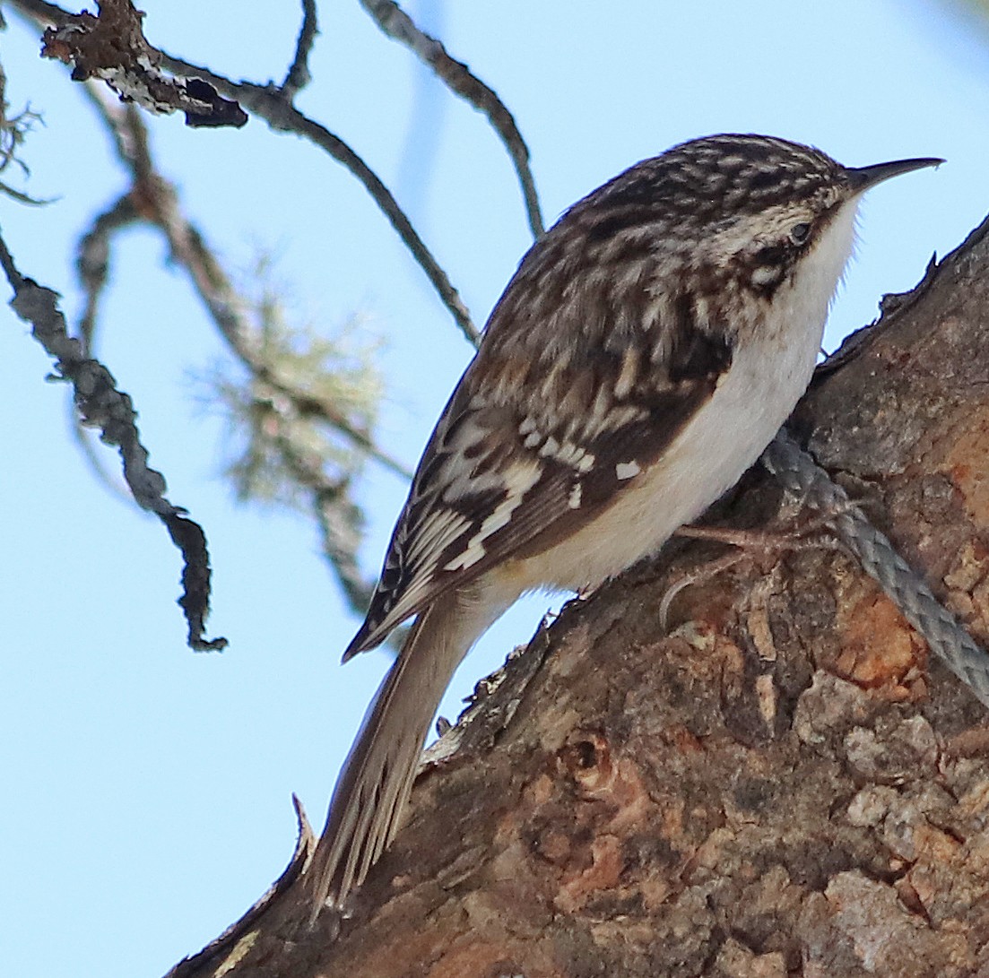 Brown Creeper - Jean Laperrière COHL