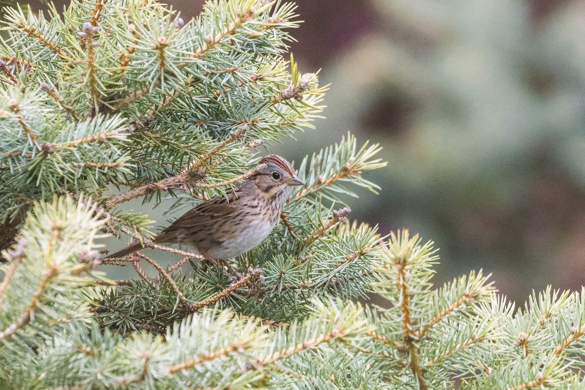 Lincoln's Sparrow - Kenny Younger