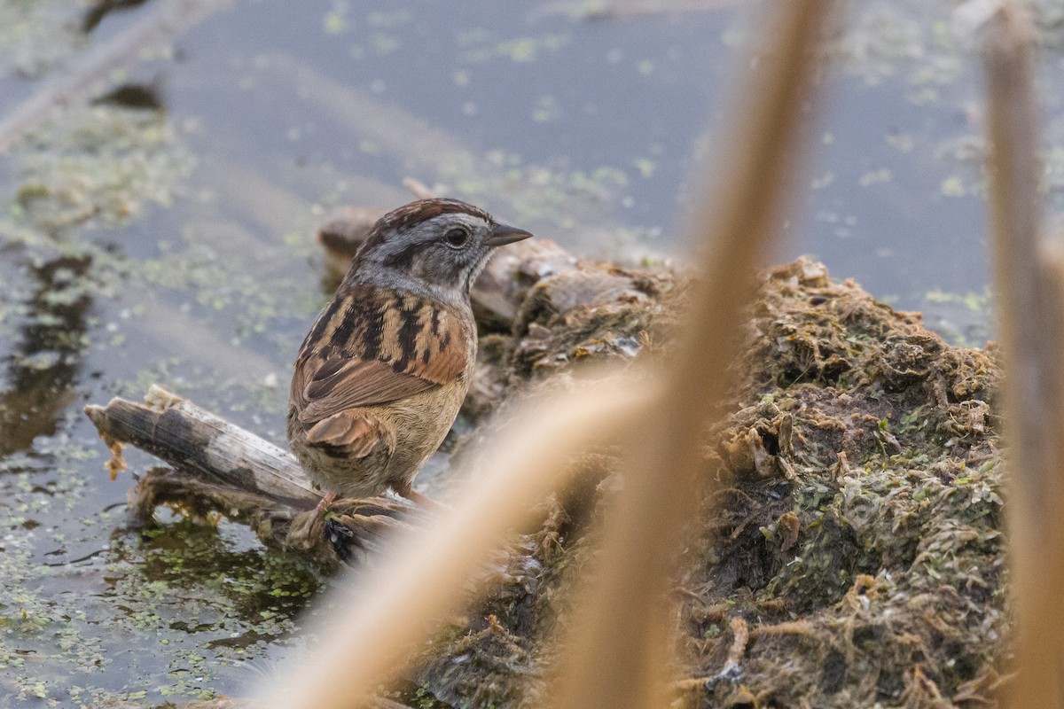Swamp Sparrow - Kenny Younger