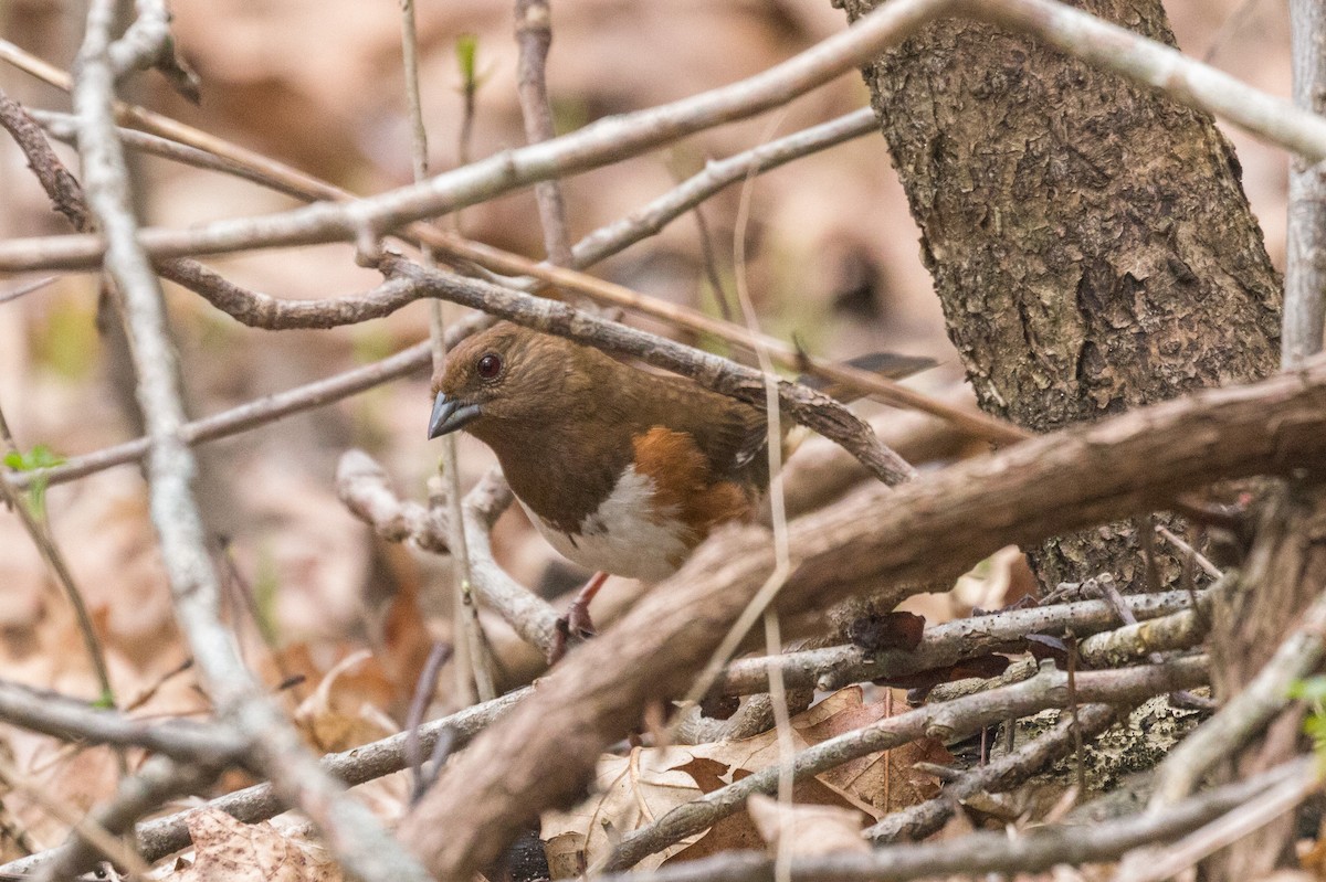 Eastern Towhee - Kenny Younger