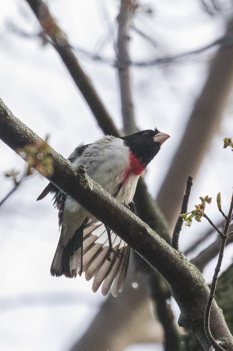Rose-breasted Grosbeak - Kenny Younger