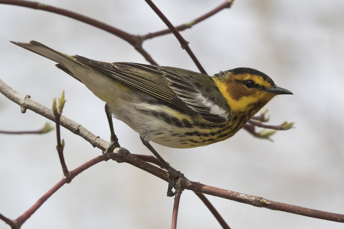 Cape May Warbler - ML97849021