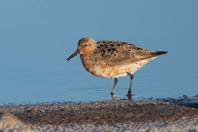 Red Knot