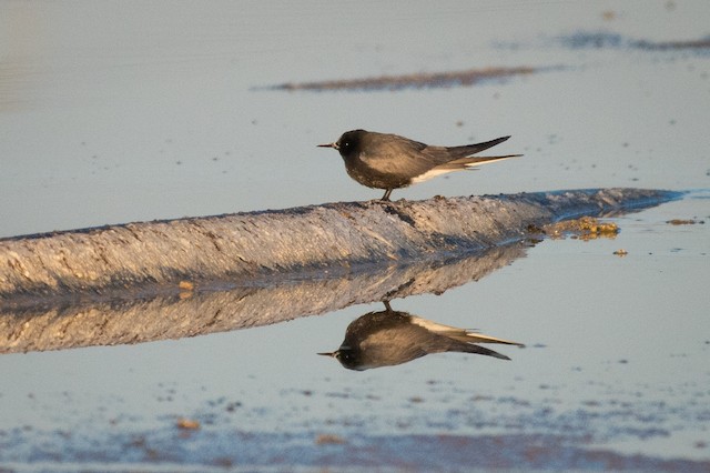 Black Tern