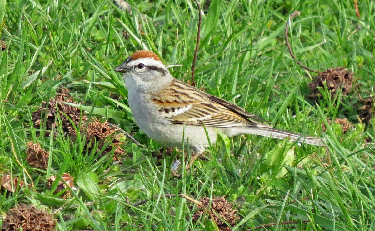 Chipping Sparrow - ML97852411