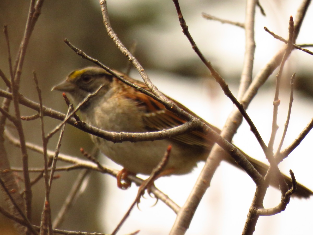 White-throated Sparrow - ML97856491