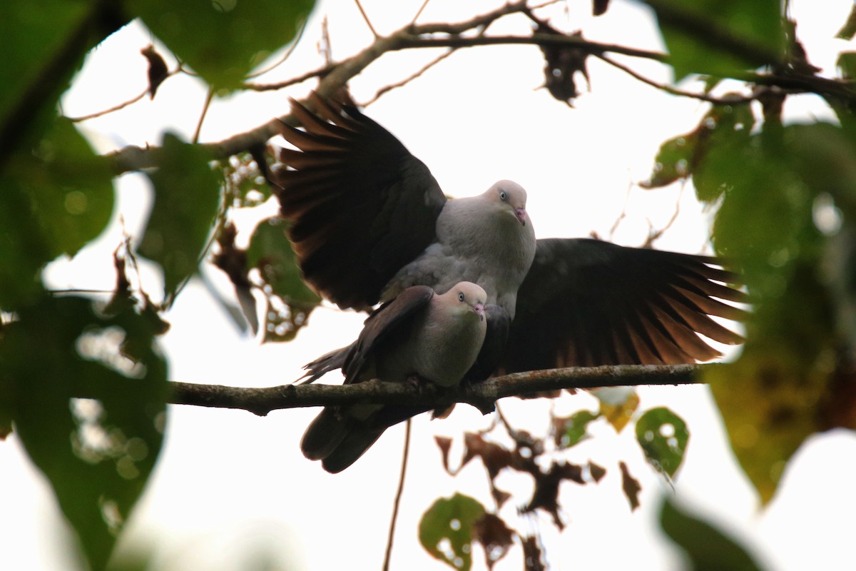 Mountain Imperial-Pigeon - ML97859011