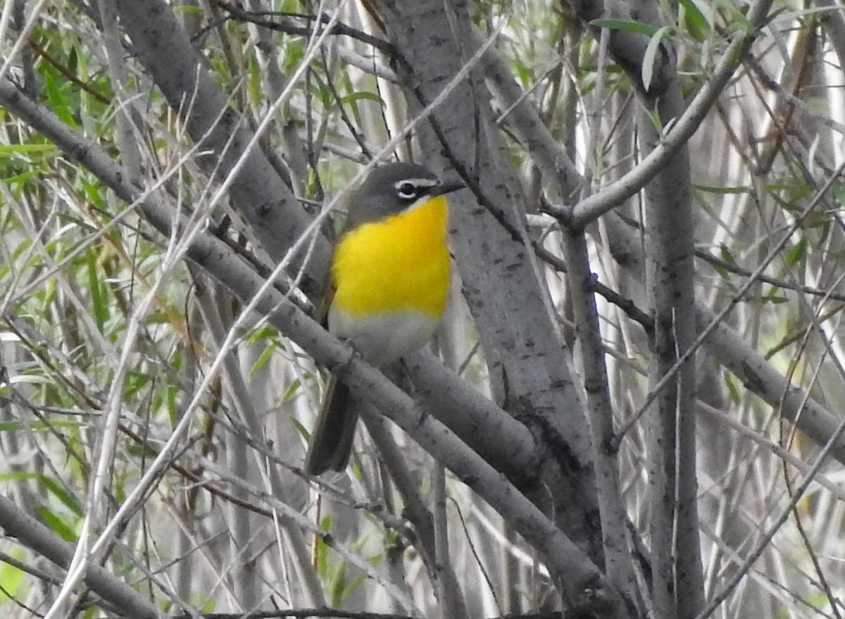 Yellow-breasted Chat - Lauri Taylor